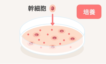 幹細胞培養上清液培養イメージ1