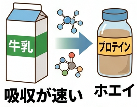 年齢のせいと諦めない！高齢者におすすめのプロテインと筋肉保持で膝の痛みを防ぐ方法
